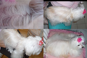daisy-after