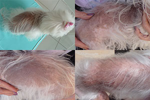 Daisy's coat before treatment