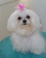 Daisy