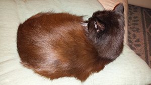 fuzzy-coat