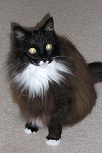 fuzzy-portrait