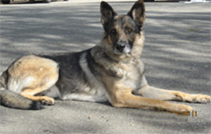 ranger
